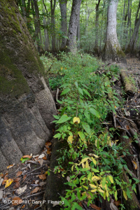 落葉杉 - 水黃楊棕水沼澤 – CEGL 007431 落葉杉 - 水黃楊棕水沼澤 – CEGL 007431