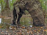 落葉杉 - 水黃楊棕水沼澤 – CEGL 007431 落葉杉 - 水黃楊棕水沼澤 – CEGL 007431