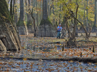 落葉杉 - 水黃楊棕水沼澤 – CEGL 007431 落葉杉 - 水黃楊棕水沼澤 – CEGL 007431