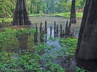 落葉杉 - 水黃楊棕水沼澤 – CEGL 007431 落葉杉 - 水黃楊棕水沼澤 – CEGL 007431