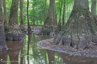 落葉杉 - 水黃楊棕水沼澤 – CEGL 007431 落葉杉 - 水黃楊棕水沼澤 – CEGL 007431