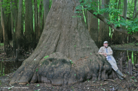 落葉杉 - 水黃楊棕水沼澤 – CEGL 007431 落葉杉 - 水黃楊棕水沼澤 – CEGL 007431