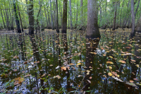 落葉杉 - 水黃楊棕水沼澤 – CEGL 007431 落葉杉 - 水黃楊棕水沼澤 – CEGL 007431