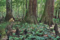 落葉杉 - 水黃楊棕水沼澤 – CEGL 007431 落葉杉 - 水黃楊棕水沼澤 – CEGL 007431