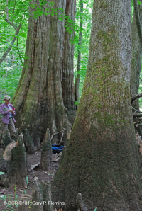 落葉杉 - 水黃楊棕水沼澤 – CEGL 007431 落葉杉 - 水黃楊棕水沼澤 – CEGL 007431