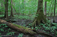 白柏樹-混合圖佩洛中級沼澤 — CEGL 007432 白柏樹-混合圖佩洛中級沼澤 — CEGL 007432