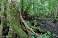 白柏樹-混合圖佩洛中級沼澤 — CEGL 007432 白柏樹-混合圖佩洛中級沼澤 — CEGL 007432