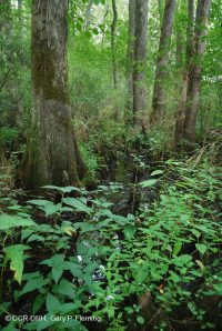白柏樹-混合圖佩洛中級沼澤 — CEGL 007432 白柏樹-混合圖佩洛中級沼澤 — CEGL 007432