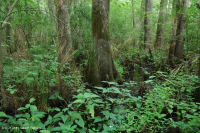 白柏樹-混合圖佩洛中級沼澤 — CEGL 007432 白柏樹-混合圖佩洛中級沼澤 — CEGL 007432