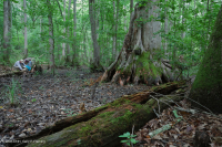 白柏樹-混合圖佩洛中級沼澤 — CEGL 007432 白柏樹-混合圖佩洛中級沼澤 — CEGL 007432