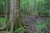 白柏樹-混合圖佩洛中級沼澤 — CEGL 007432 白柏樹-混合圖佩洛中級沼澤 — CEGL 007432