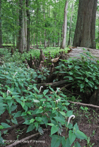 白柏樹-混合圖佩洛中級沼澤 — CEGL 007432 白柏樹-混合圖佩洛中級沼澤 — CEGL 007432