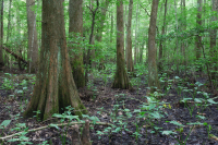 白柏樹-混合圖佩洛中級沼澤 — CEGL 007432 白柏樹-混合圖佩洛中級沼澤 — CEGL 007432