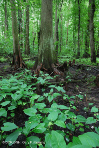 白柏樹-混合圖佩洛中級沼澤 — CEGL 007432 白柏樹-混合圖佩洛中級沼澤 — CEGL 007432