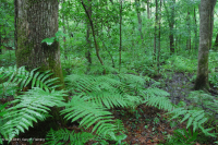 海岸平原沼澤圖佩洛黑水沼澤 — CEGL 007054 海岸平原沼澤圖佩洛黑水沼澤 — CEGL 007054