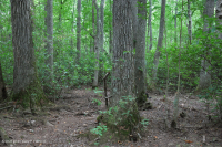海岸平原沼澤圖佩洛黑水沼澤 — CEGL 007054 海岸平原沼澤圖佩洛黑水沼澤 — CEGL 007054