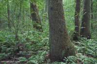 海岸平原沼澤圖佩洛黑水沼澤 — CEGL 007054 海岸平原沼澤圖佩洛黑水沼澤 — CEGL 007054