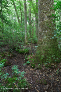 海岸平原沼澤圖佩洛黑水沼澤 — CEGL 007054 海岸平原沼澤圖佩洛黑水沼澤 — CEGL 007054