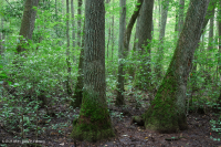海岸平原沼澤圖佩洛黑水沼澤 — CEGL 007054 海岸平原沼澤圖佩洛黑水沼澤 — CEGL 007054