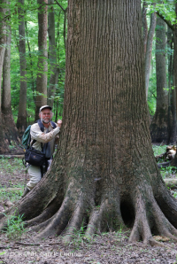 海岸平原底林(棕水低露台式)< CEGL 007397 海岸平原底林(棕水低露台式)< CEGL 007397