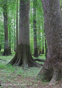 海岸平原底林(棕水低露台式)< CEGL 007397 海岸平原底林(棕水低露台式)< CEGL 007397