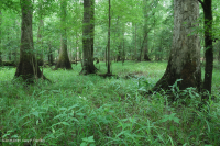 海岸平原底林(棕水低露台式)< CEGL 007397 海岸平原底林(棕水低露台式)< CEGL 007397