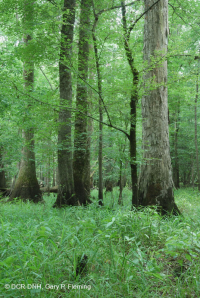 海岸平原底林(棕水低露台式)< CEGL 007397 海岸平原底林(棕水低露台式)< CEGL 007397