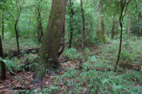 海岸平原底林(棕水高露台式)— CEGL 004678 海岸平原底林(棕水高露台式)— CEGL 004678