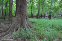 海岸平原底林(棕水低露台式)< CEGL 007397 海岸平原底林(棕水低露台式)< CEGL 007397