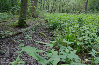 沿海平原/山麓洪氾平原沼澤(綠梣-紅楓類型)– CEGL 006606 沿海平原/山麓洪氾平原沼澤(綠梣-紅楓類型)– CEGL 006606