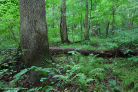 北部海岸平原/內皮埃蒙特混合橡木洪水平原 — CEGL 006605 北部海岸平原/內皮埃蒙特混合橡木洪水平原 — CEGL 006605