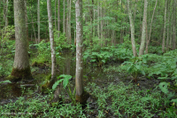 沿海平原/山麓洪氾平原沼澤(綠梣-紅楓類型)– CEGL 006606 沿海平原/山麓洪氾平原沼澤(綠梣-紅楓類型)– CEGL 006606