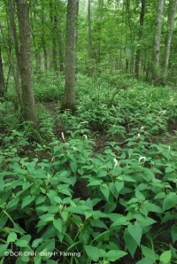 沿海平原/山麓洪氾平原沼澤(綠梣-紅楓類型)– CEGL 006606 沿海平原/山麓洪氾平原沼澤(綠梣-紅楓類型)– CEGL 006606