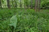 北部海岸平原/內皮埃蒙特混合橡木洪水平原 — CEGL 006605 北部海岸平原/內皮埃蒙特混合橡木洪水平原 — CEGL 006605