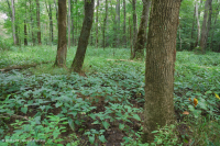 沿海平原/山麓洪氾平原沼澤(綠梣-紅楓類型)– CEGL 006606 沿海平原/山麓洪氾平原沼澤(綠梣-紅楓類型)– CEGL 006606