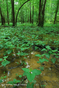 沿海平原/山麓洪氾平原沼澤(綠梣-紅楓類型)– CEGL 006606 沿海平原/山麓洪氾平原沼澤(綠梣-紅楓類型)– CEGL 006606