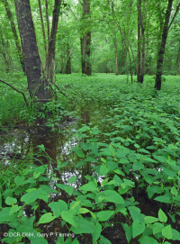 沿海平原/山麓洪氾平原沼澤(綠梣-紅楓類型)– CEGL 006606 沿海平原/山麓洪氾平原沼澤(綠梣-紅楓類型)– CEGL 006606