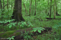 南皮埃蒙特/內沿海平原洪平原露台森林 — CEGL 007006 南皮埃蒙特/內沿海平原洪平原露台森林 — CEGL 007006