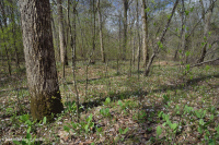 南皮埃蒙特/內沿海平原洪平原露台森林 — CEGL 007006 南皮埃蒙特/內沿海平原洪平原露台森林 — CEGL 007006