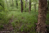 南皮埃蒙特/內沿海平原洪平原露台森林 — CEGL 007006 南皮埃蒙特/內沿海平原洪平原露台森林 — CEGL 007006