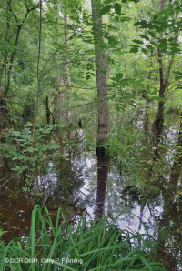 南皮埃蒙特/內部沿岸平原混合橡木水平原沼澤 — CEGL 006498 南皮埃蒙特/內部沿岸平原混合橡木水平原沼澤 — CEGL 006498