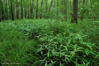 南皮埃蒙特/內部沿岸平原混合橡木水平原沼澤 — CEGL 006498 南皮埃蒙特/內部沿岸平原混合橡木水平原沼澤 — CEGL 006498