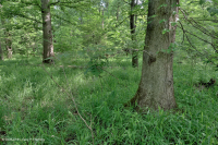 南皮埃蒙特/內部沿岸平原混合橡木水平原沼澤 — CEGL 006498 南皮埃蒙特/內部沿岸平原混合橡木水平原沼澤 — CEGL 006498