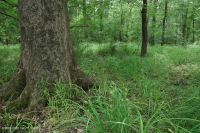 南皮埃蒙特/內部沿岸平原混合橡木水平原沼澤 — CEGL 006498 南皮埃蒙特/內部沿岸平原混合橡木水平原沼澤 — CEGL 006498