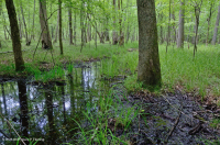 南皮埃蒙特/內部沿岸平原混合橡木水平原沼澤 — CEGL 006498 南皮埃蒙特/內部沿岸平原混合橡木水平原沼澤 — CEGL 006498