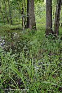 南皮埃蒙特/內部沿岸平原混合橡木水平原沼澤 — CEGL 006498 南皮埃蒙特/內部沿岸平原混合橡木水平原沼澤 — CEGL 006498