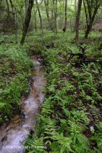 濱海平原/皮埃蒙特小溪流洪平原森林 — CEGL 004418 濱海平原/皮埃蒙特小溪流洪平原森林 — CEGL 004418