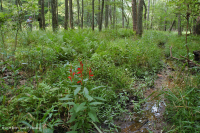 濱海平原/皮埃蒙特小溪流洪平原森林 — CEGL 004418 濱海平原/皮埃蒙特小溪流洪平原森林 — CEGL 004418