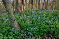 北部海岸平原山毛櫸-混合硬木洪平原森林-CEGL 006493 北部海岸平原山毛櫸-混合硬木洪平原森林-CEGL 006493