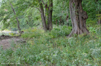 皮埃蒙特/阿巴拉契亞中部銀楓森林 – CEGL 006217 皮埃蒙特/阿巴拉契亞中部銀楓森林 – CEGL 006217